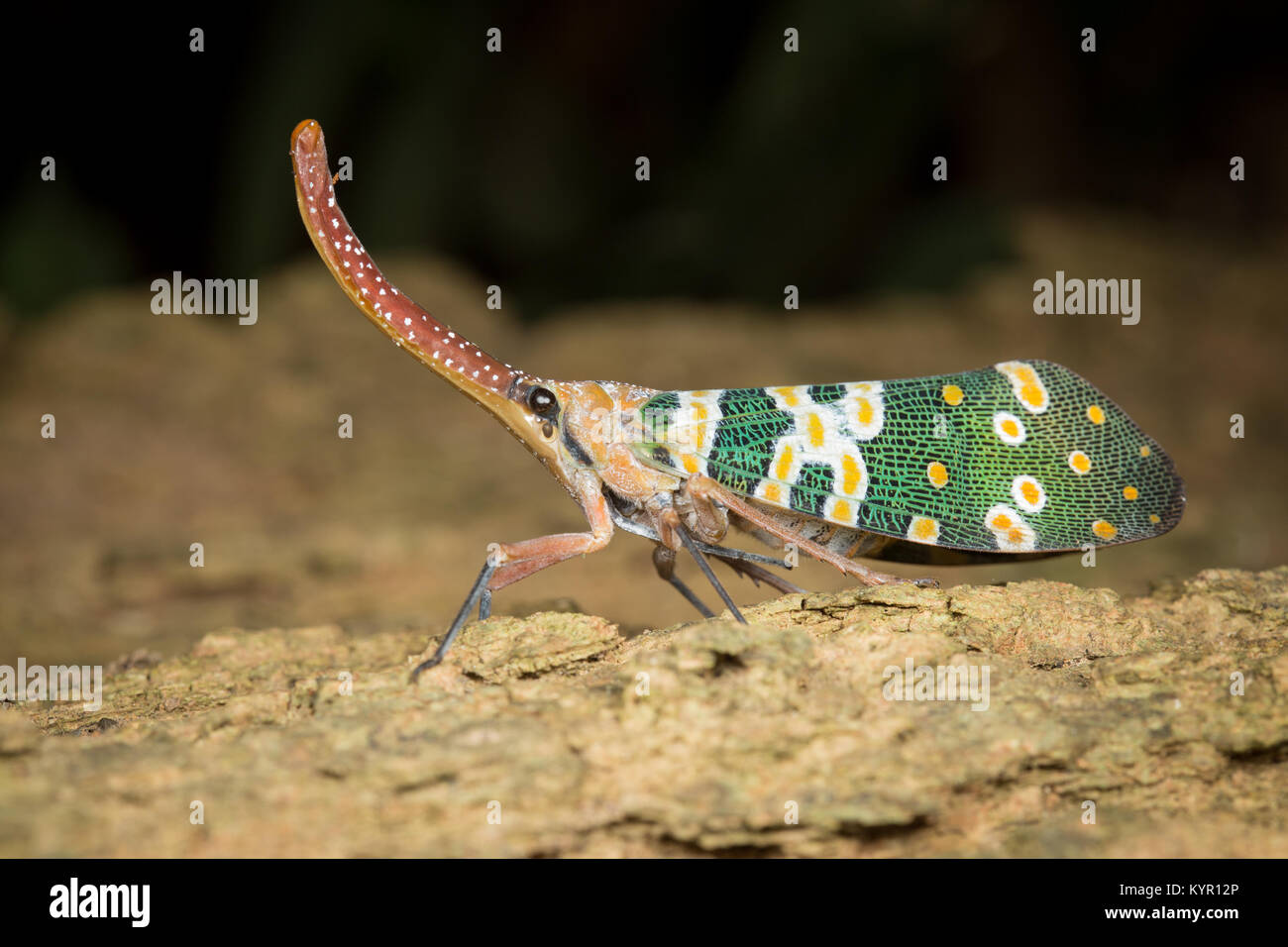 (Laternaria Pyrops candelaria Candelaria und Fulgora Candelaria in der älteren Literatur) ist eine Pflanzenart aus der Gattung der planthopper, die in Thailand und anderen Teil Leben Stockfoto