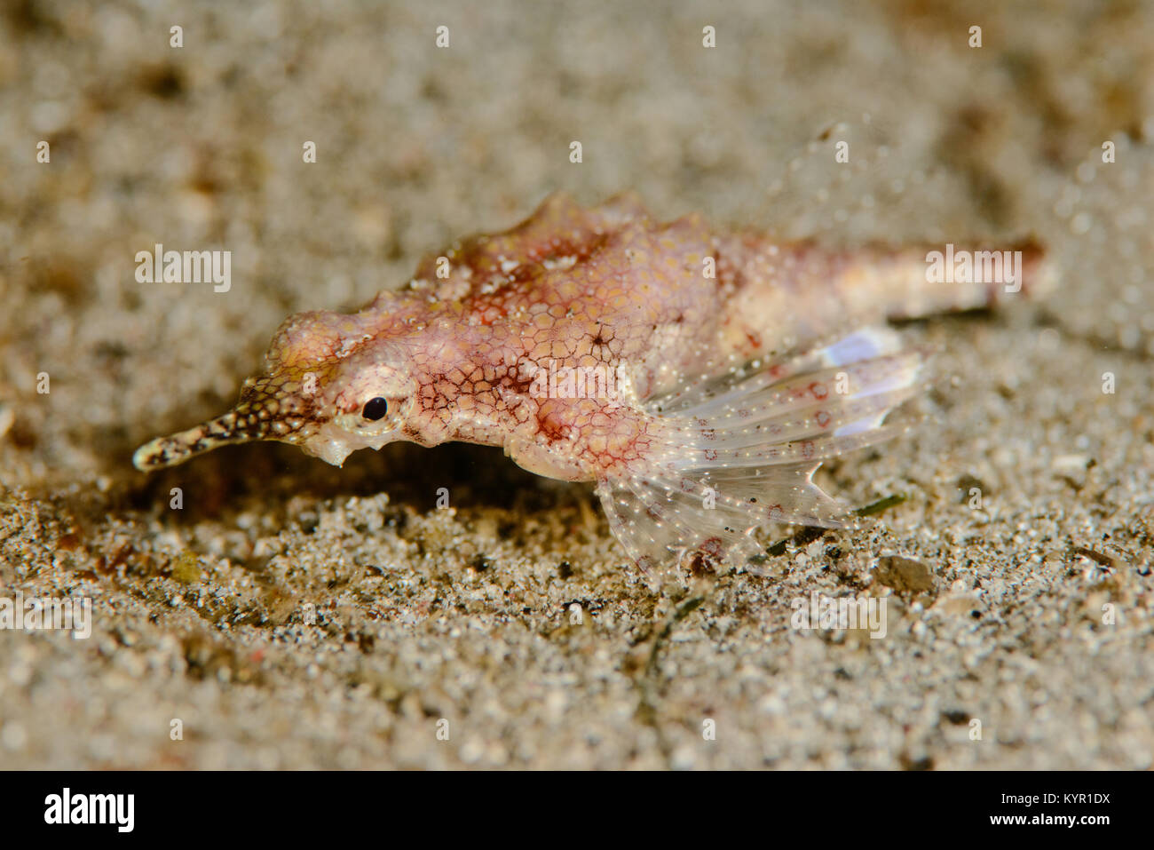 Die pegasus Meer Motte ist eine der seltsamsten suchen Fisch im Ozean. Es mag langsam entlang der sandigen Böden kriechen. Es ist sehr aktiv in der Nahe. Stockfoto