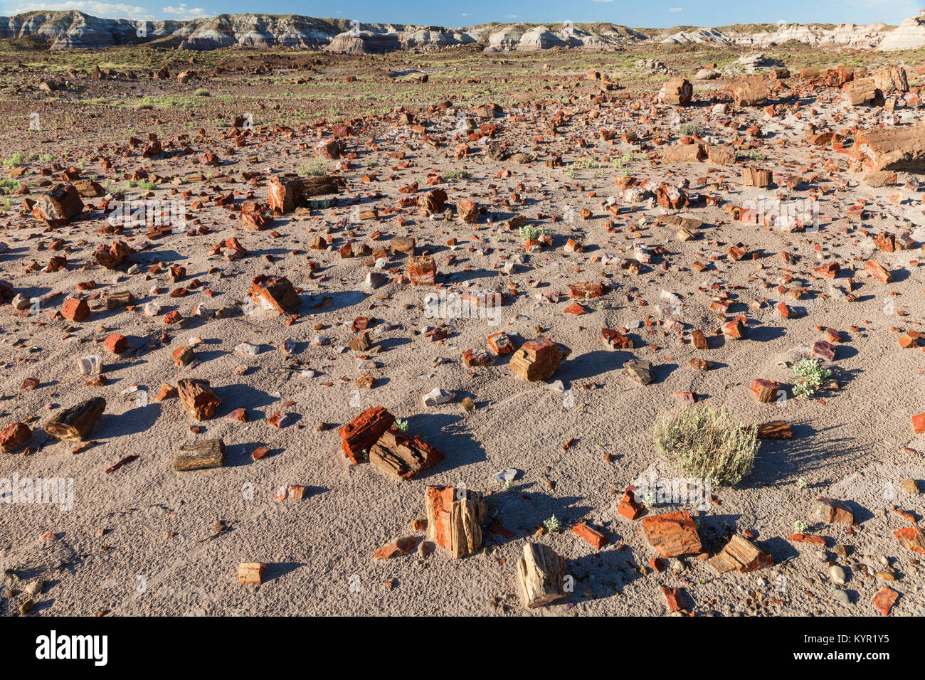 Bruchstücke einer alten Versteinerten Wald über der Wüste Fußboden verstreut, Petrified Forest National Park, Arizona Stockfoto