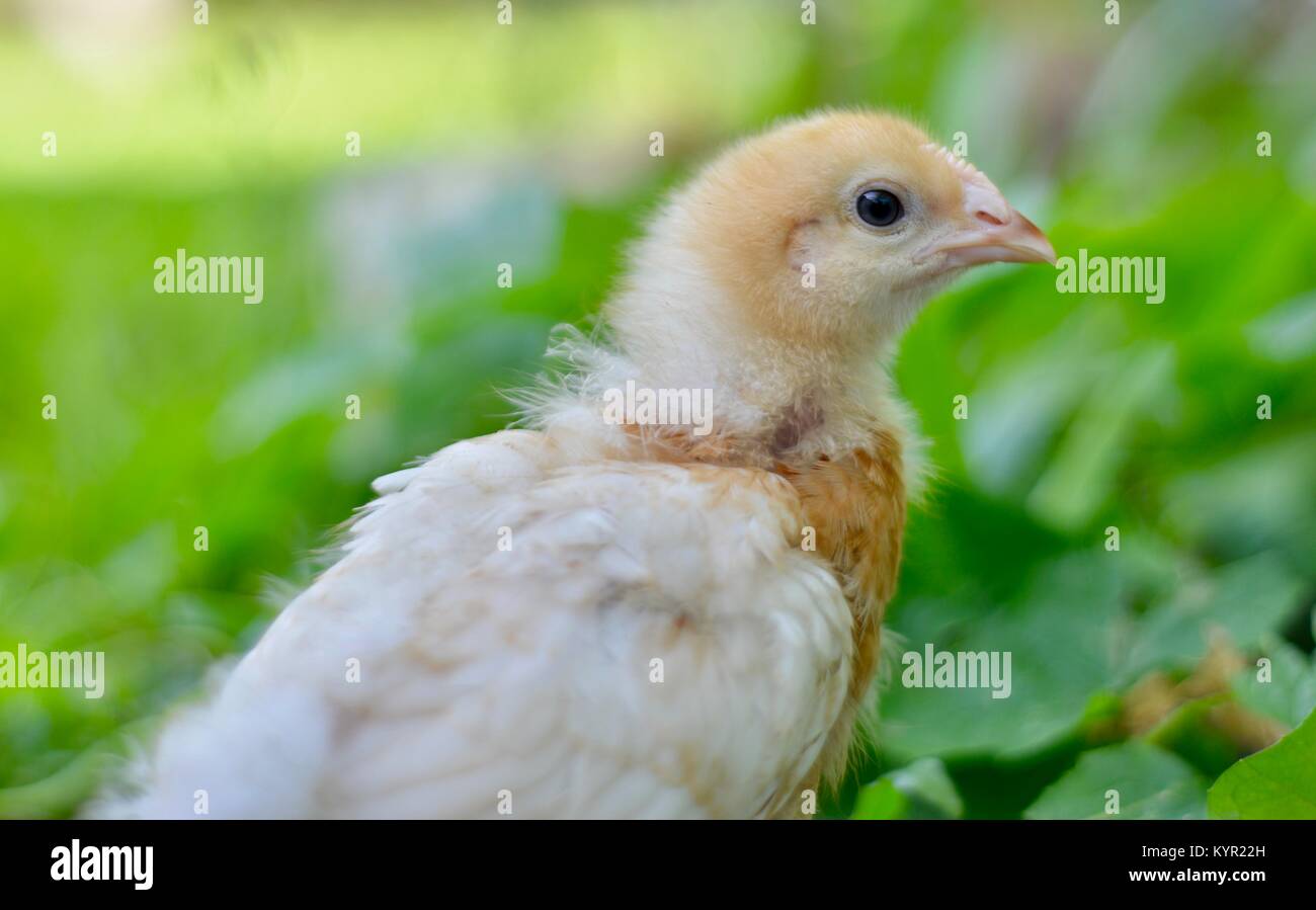 Eine Woche alt inländischen freie Strecke Küken, Rhode-Island rote Rasse, in einer natürlichen Umgebung, Townsville, Queensland, Australien Stockfoto