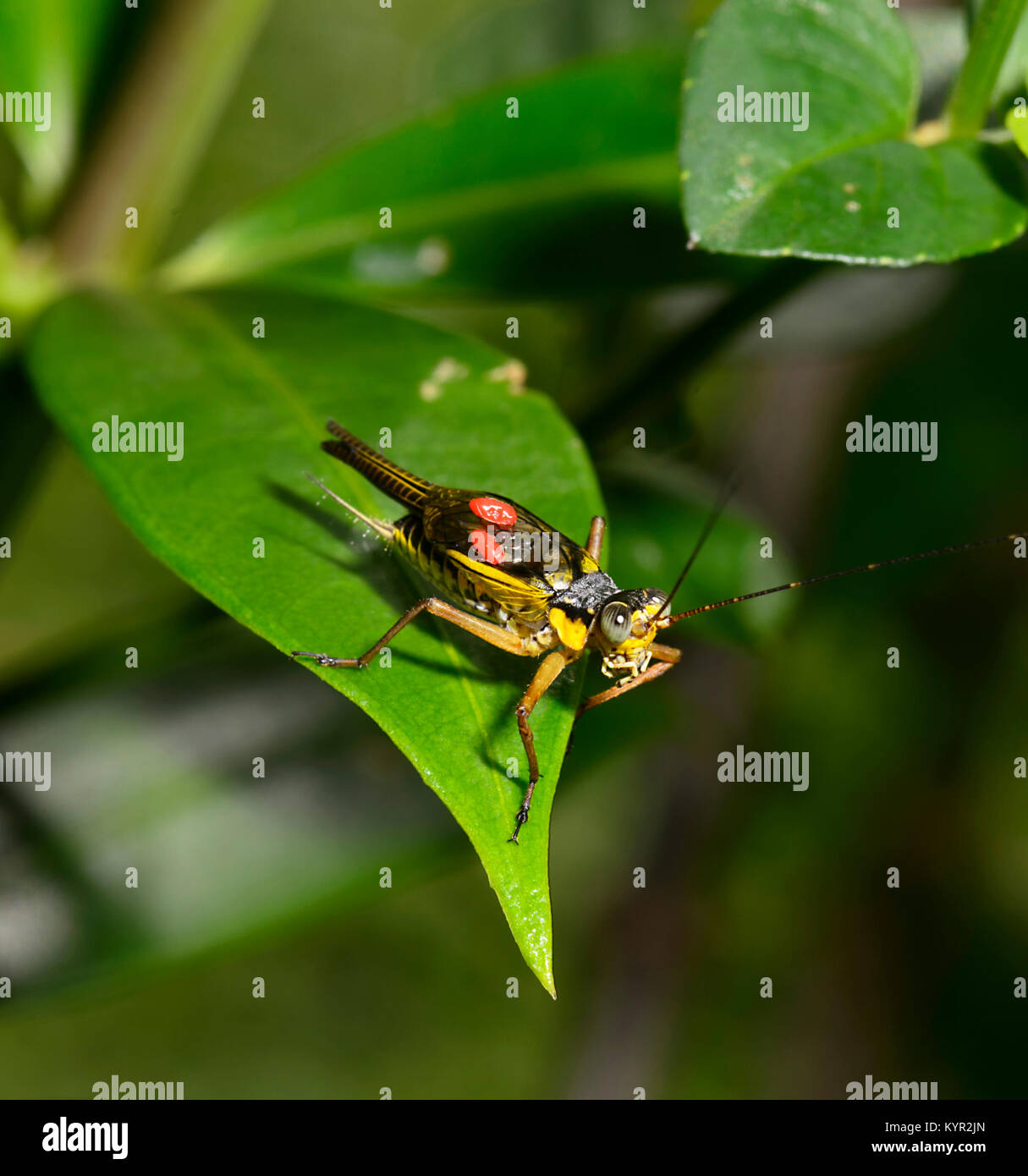 In der Nähe einer gemeinsamen Bush Cricket (Nisitrus sp.) Mit parasitäre Milben, Tabin, Borneo, Sabah, Malaysia Stockfoto