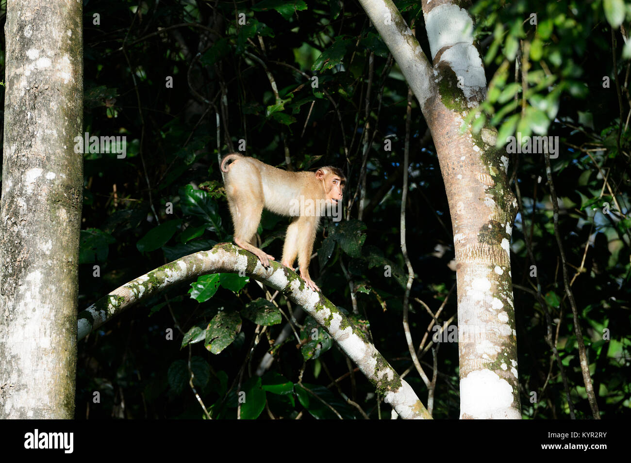 Südliche Schwein-tailed Makaken (Macaca nemestrina), Tabin, Borneo, Sabah, Malaysia Stockfoto