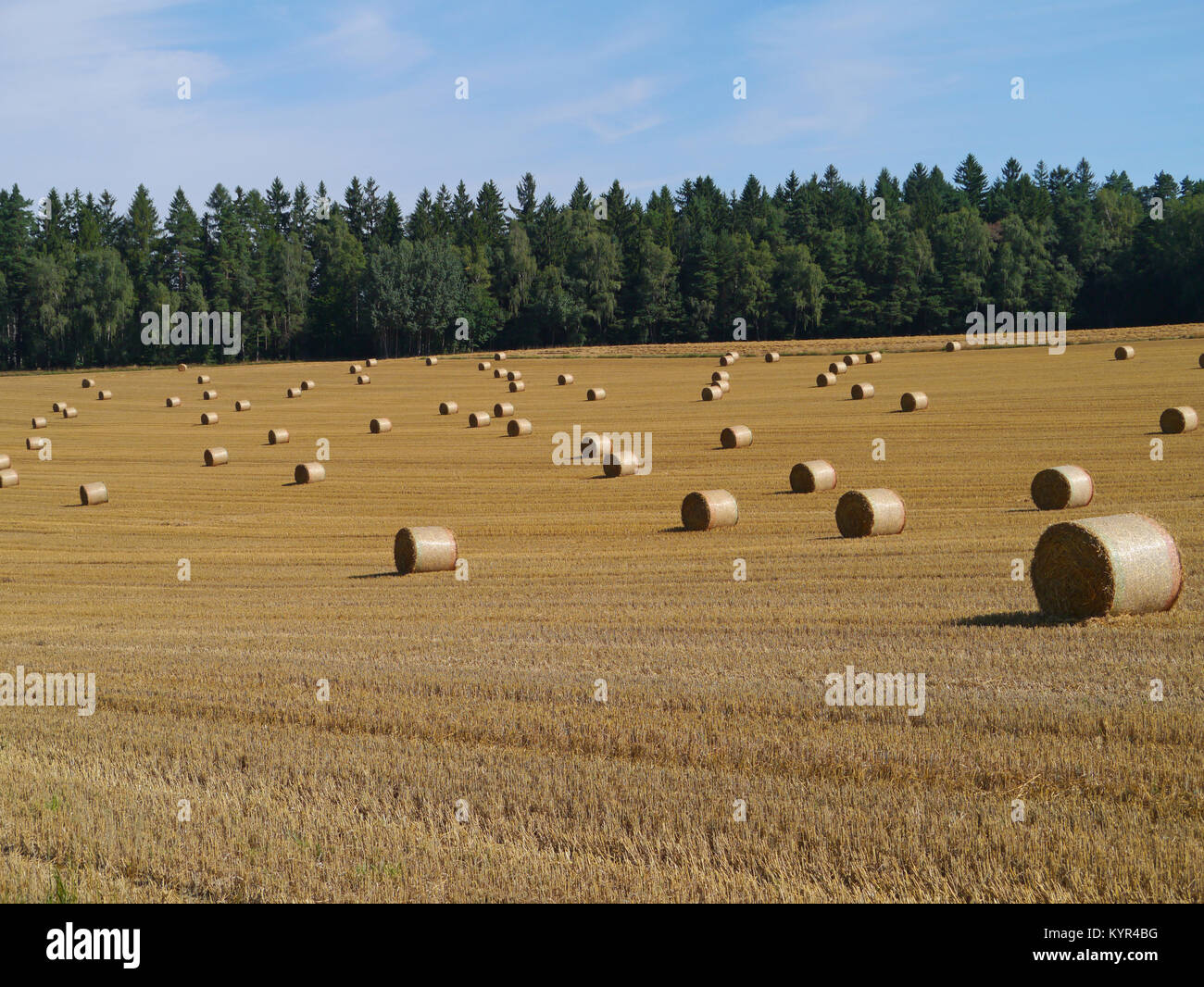 Feld mit großen runden Strohballen Stockfoto