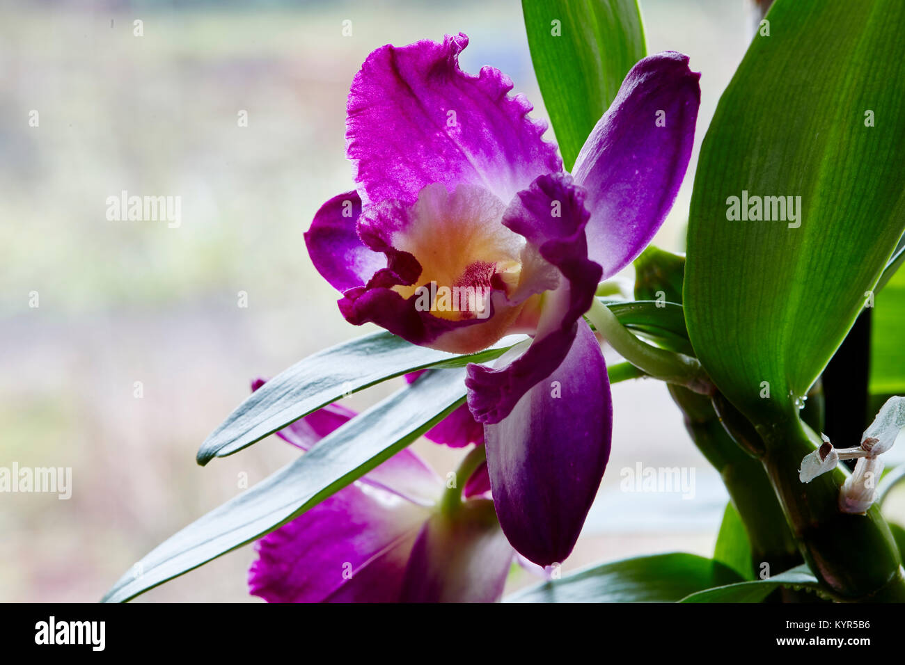 Nahaufnahme von einem bunten Dendrobium Blume auf einer Zimmerpflanze mit einem hellen Hintergrund Stockfoto