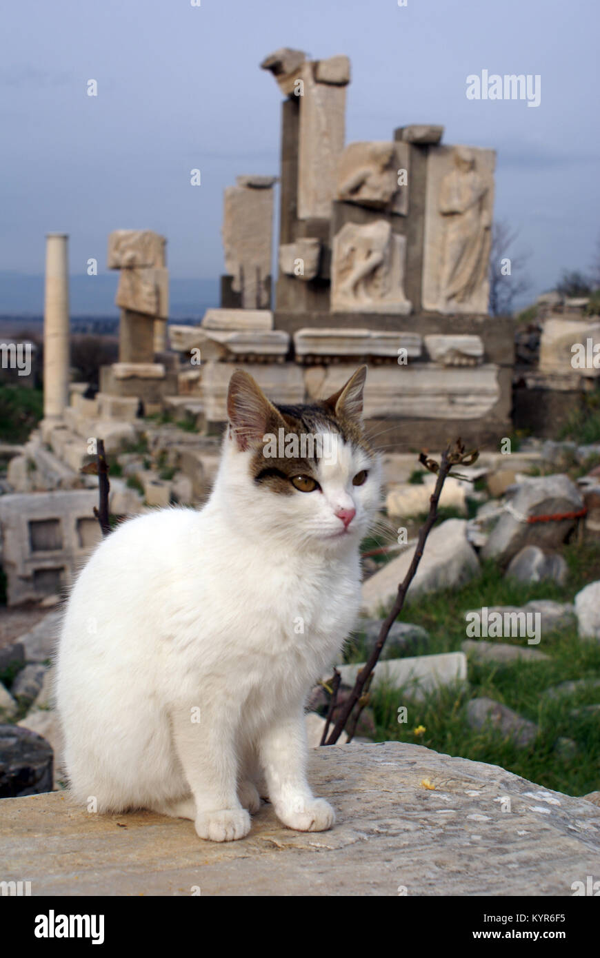 Katze auf dem Stein und Ruinen in Ephesus, Türkei Stockfoto