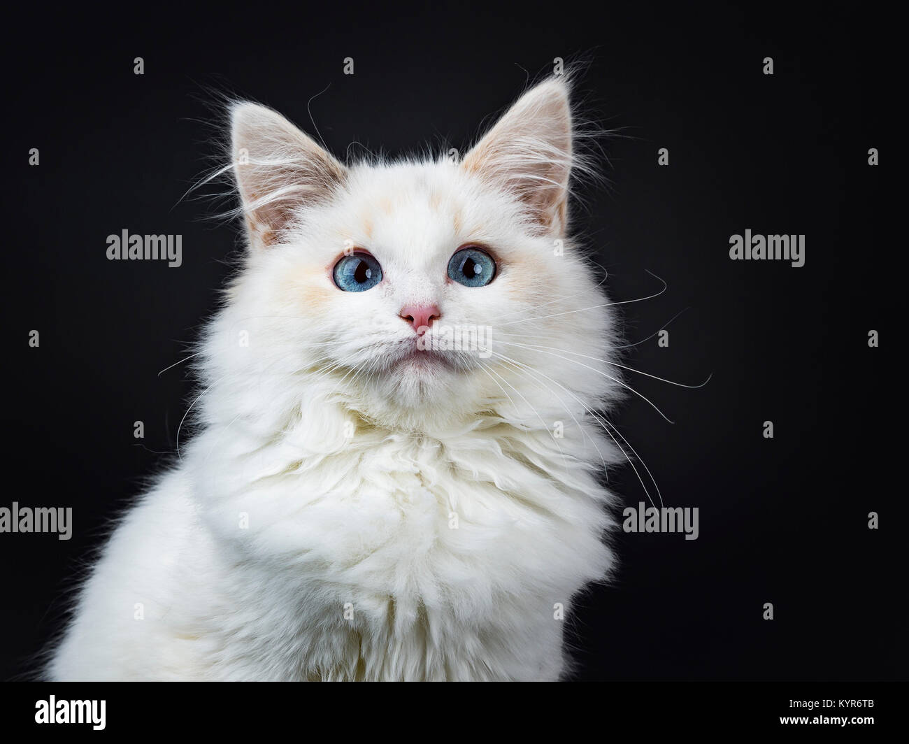 Portrait von Blue eyed Ragdoll Katzen/Kätzchen auf schwarzen Hintergrund auf der Linse suchen isoliert sitzen Stockfoto