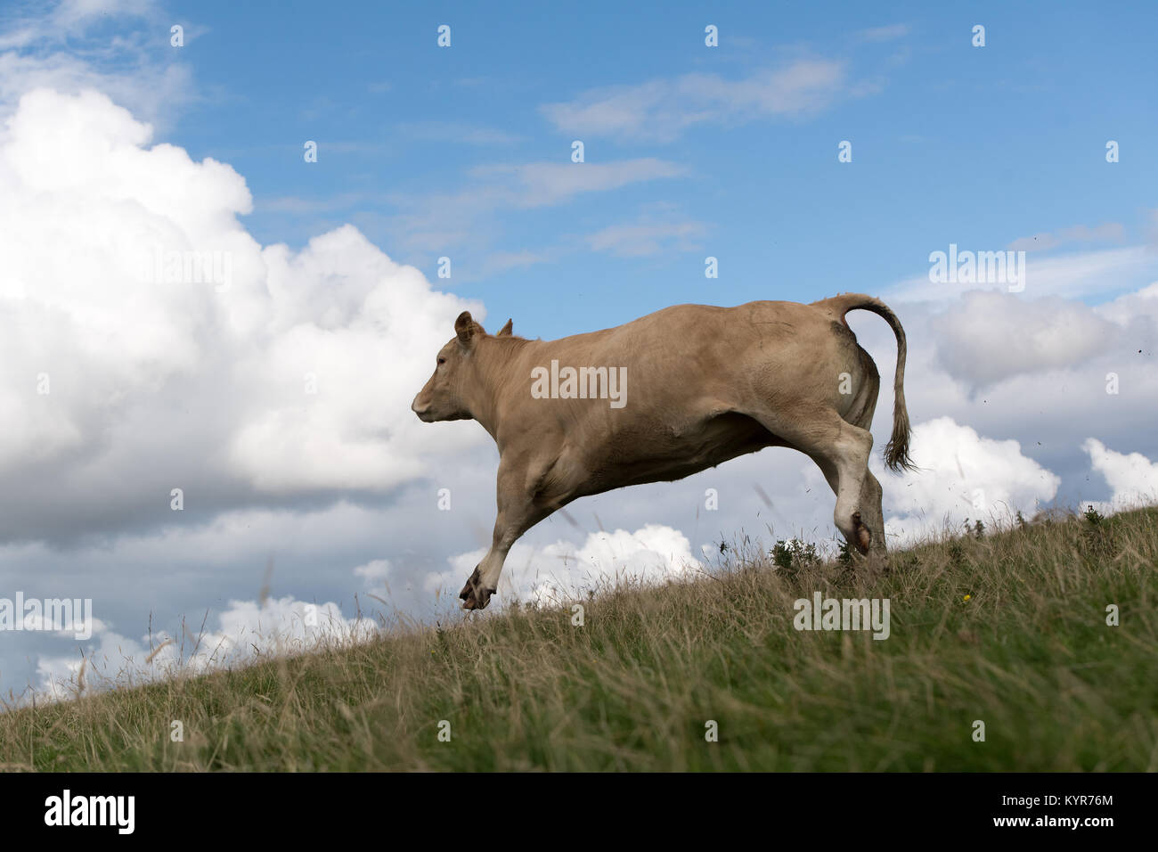 Rind Kuh laufen und springen über ein Feld in Cumbria, Großbritannien. Stockfoto