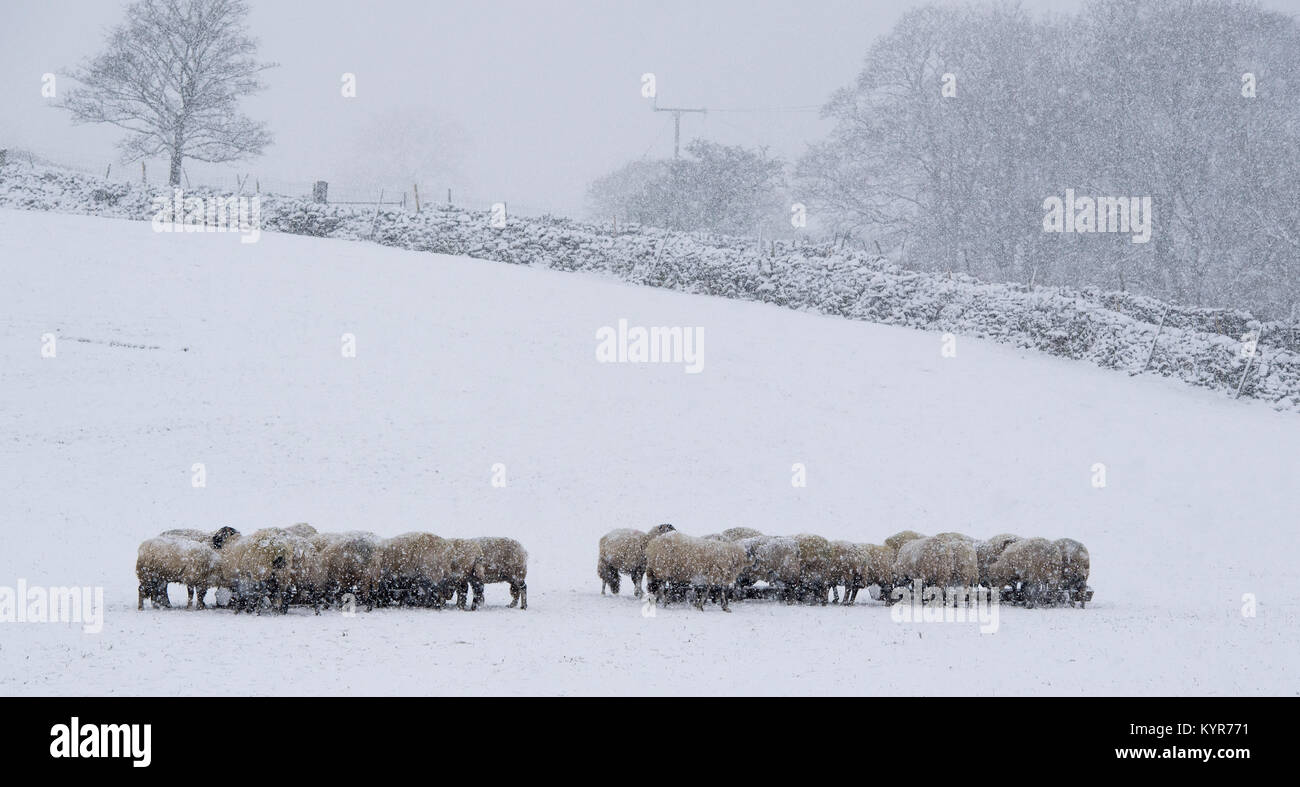 Swaledale Schafe in Hawes, Wensleydale, extra Futter liefert heute von ihren Hirten hoch in den Yorkshire Dales. Stockfoto