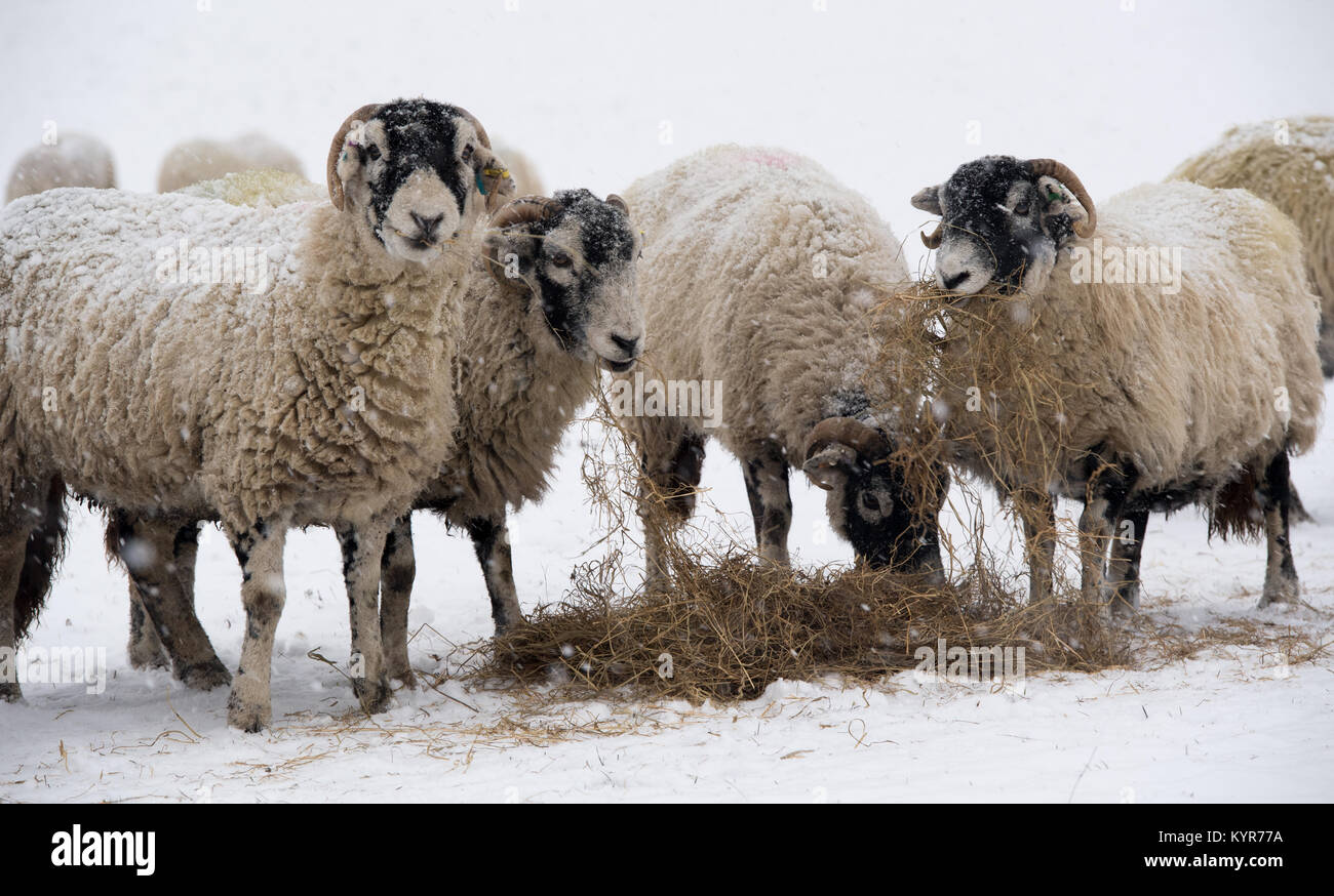 Swaledale Schafe in Hawes, Wensleydale, extra Futter liefert heute von ihren Hirten hoch in den Yorkshire Dales. Stockfoto
