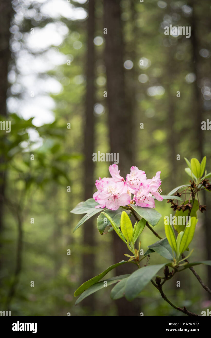 Nahaufnahme der gebürtigen Rot rhododendron Blumen blühen in Douglasie Wald bei Rhododendron Wohnungen in E.C. Manning Provincial Park. Stockfoto