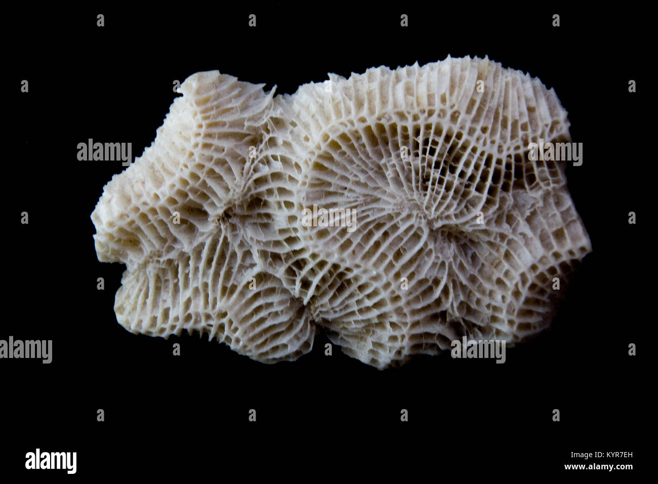 Marine Fossil aus der Sammlung Stockfoto