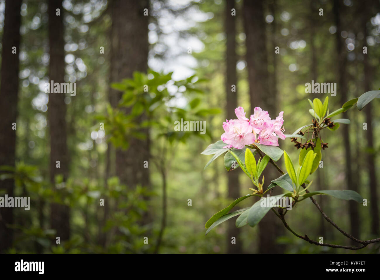 Rosa Blüten von Native rot Rhododendron blühen an Rhododendron Wohnungen in E.C. Manning Provincial Park Stockfoto