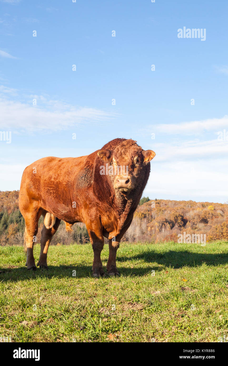 Große rot braun Limousin Rindfleisch Stier mit schlammigen Hals und Gesicht stehend auf die Skyline in einem Herbst Weide bei Sonnenuntergang Stockfoto