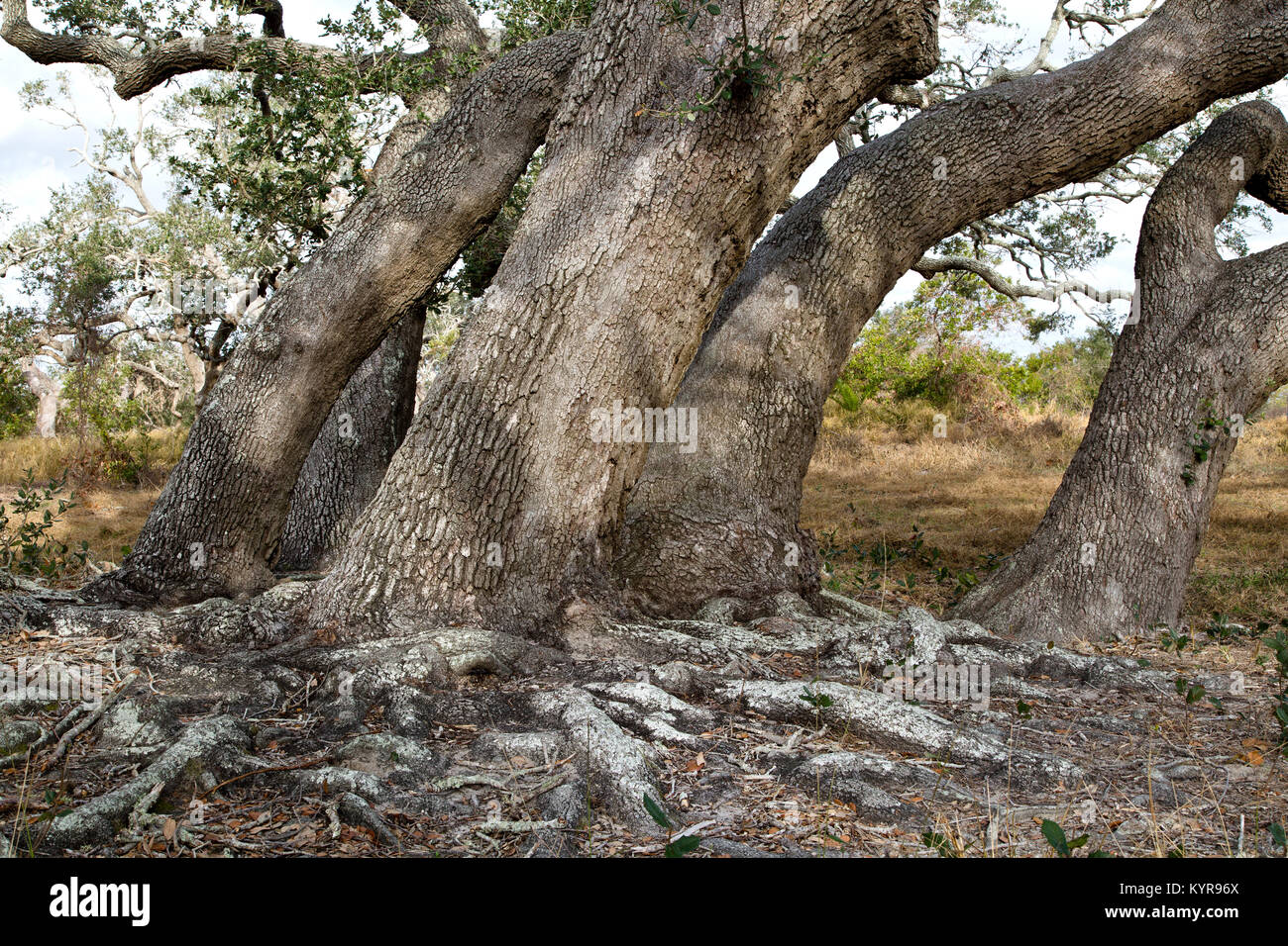 Grove of Coastal Live Oak Trees mit Oberflächenwurzeln „Quercus virginiana“ Goose Island State Park. Stockfoto