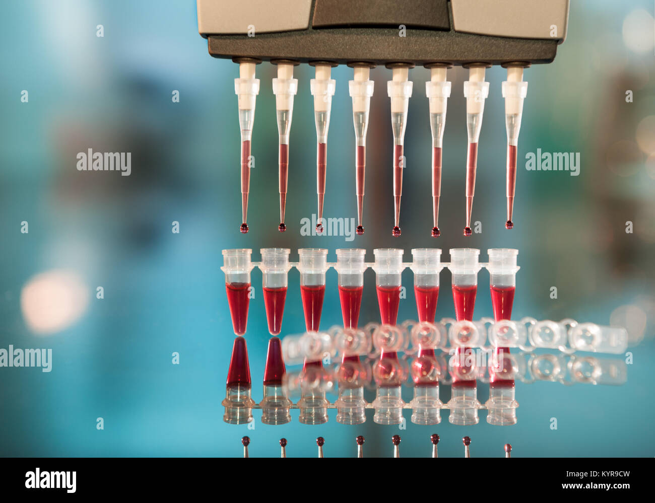 Laden von PCR-Proben für die DNA-Analyse mit multipipette Stockfoto