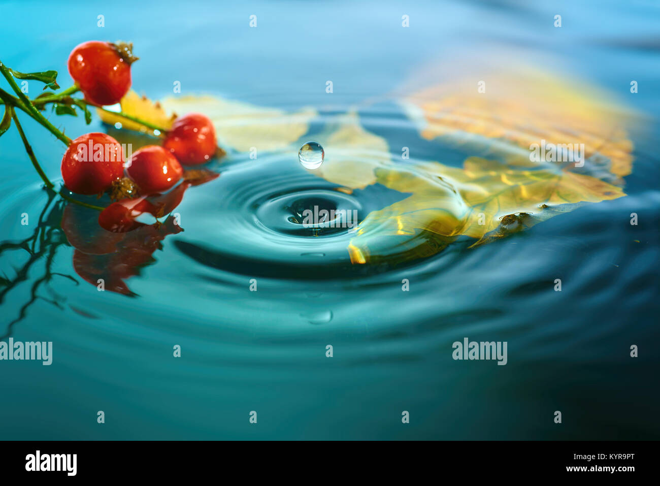 Blätter im Herbst und Hagebutte Beeren auf wellige Wasseroberfläche. Herbst Hintergrund in Rot und Türkis. Stockfoto