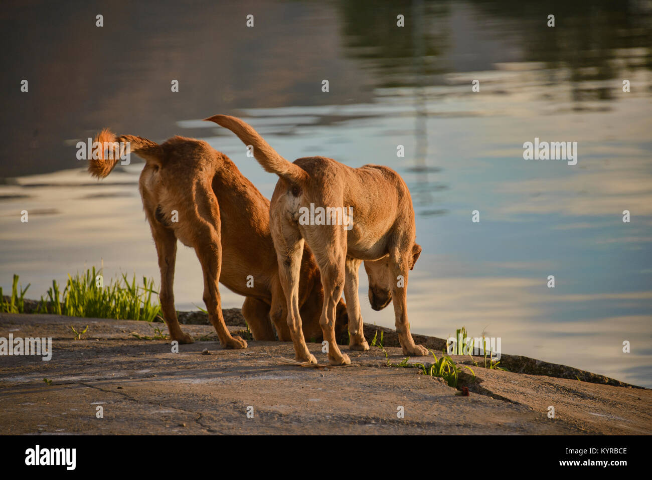 Hunde genießen die Wasser in Pushkar See, Rajasthan, Indien Stockfoto