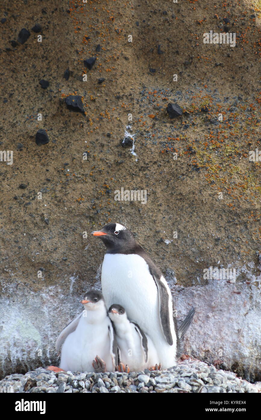 Gentoo Pinguin Küken in der Antarktis Stockfoto