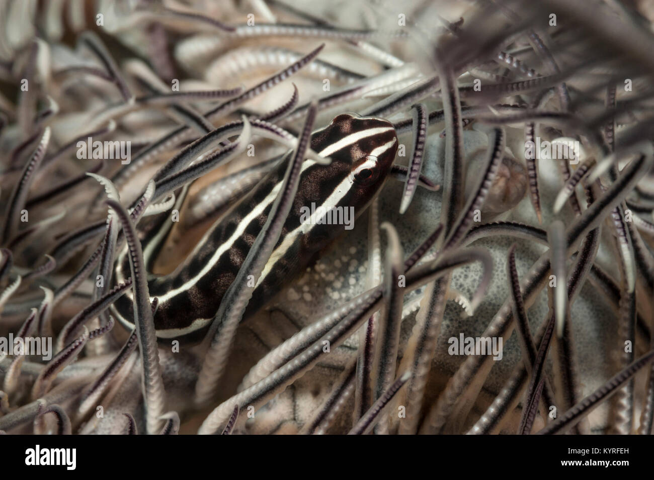 (Clingfish Discotrema crinophila) auf den Körper eines crinoid.. . . Stockfoto