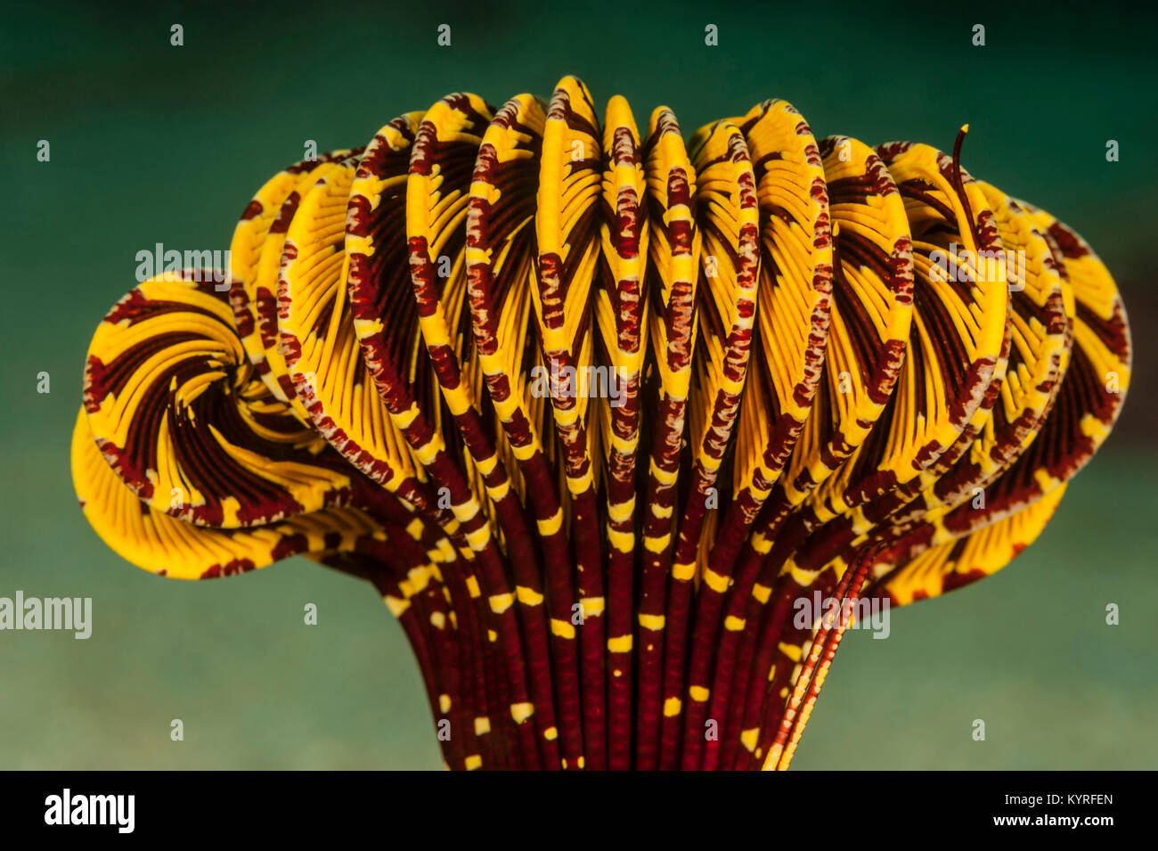(Crinoid Amphimetra spec.) Stockfoto