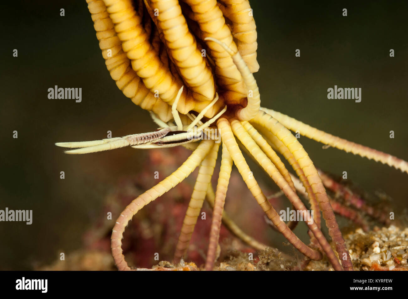 Krabbe (Allogalathea elegans) sitzen auf dem Arm eines crinoidd. .. Stockfoto