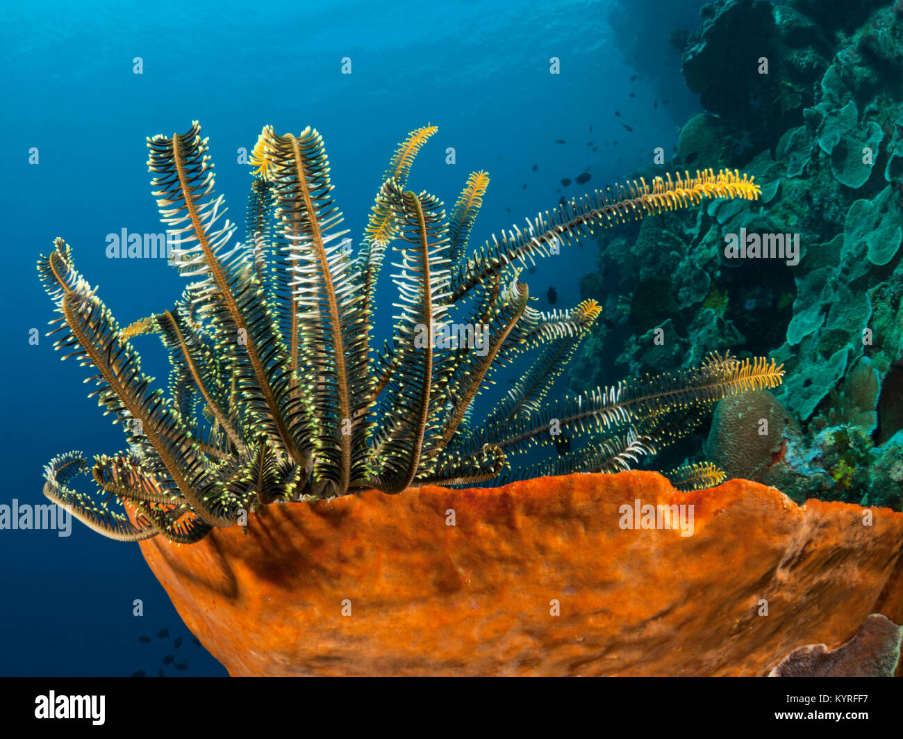 Crinoid auf einem Schwamm an der Reef Wall. Stockfoto