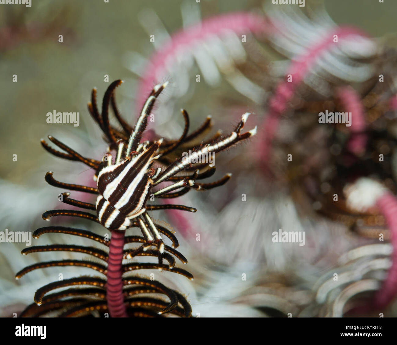 Krabbe (Allogalathea elegans) sitzen auf dem Arm eines crinoidd. .. Stockfoto