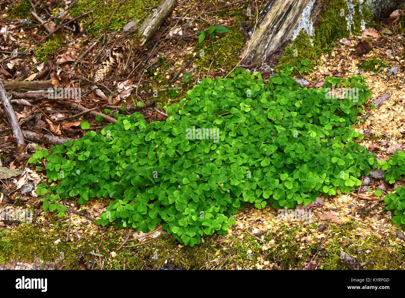 Sauerklee (Oxalis Naiandinus) auf dem Waldboden Stockfoto