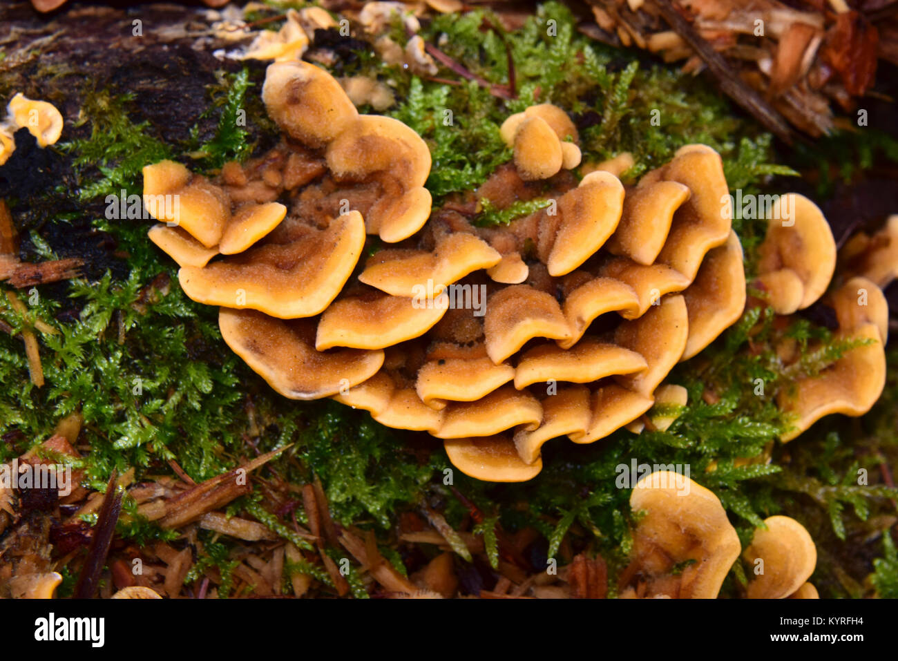 Haarige Stereum (Stereum hirsuitum) Pflanze pathogen Pilze auf Holz Stockfoto