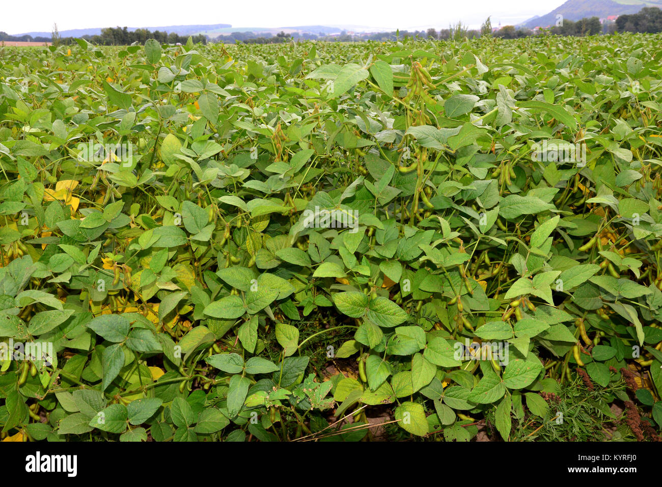 Soja, Sojabohnen (Glycine max). Feld mit reifen Hülsen Stockfoto