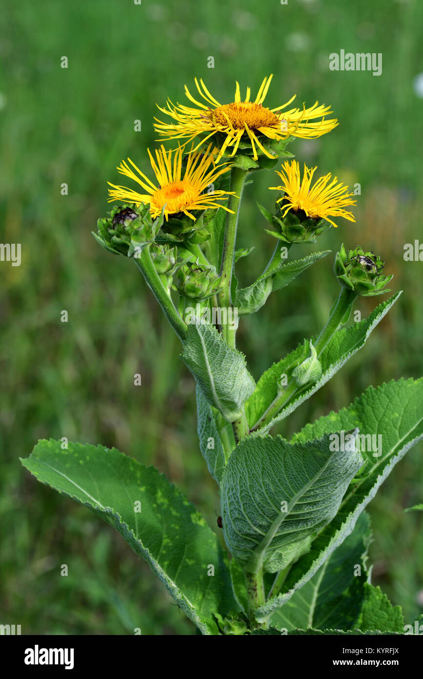 Alant, Scabwort (Inula Helenium), Blumen Stockfoto