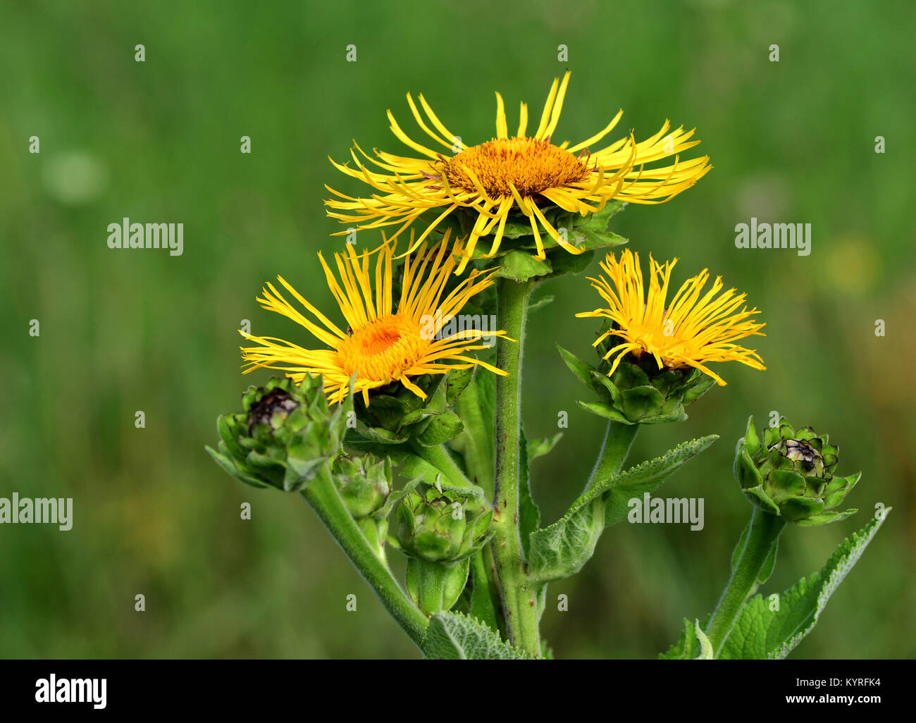 Alant, Scabwort (Inula Helenium), Blumen Stockfoto