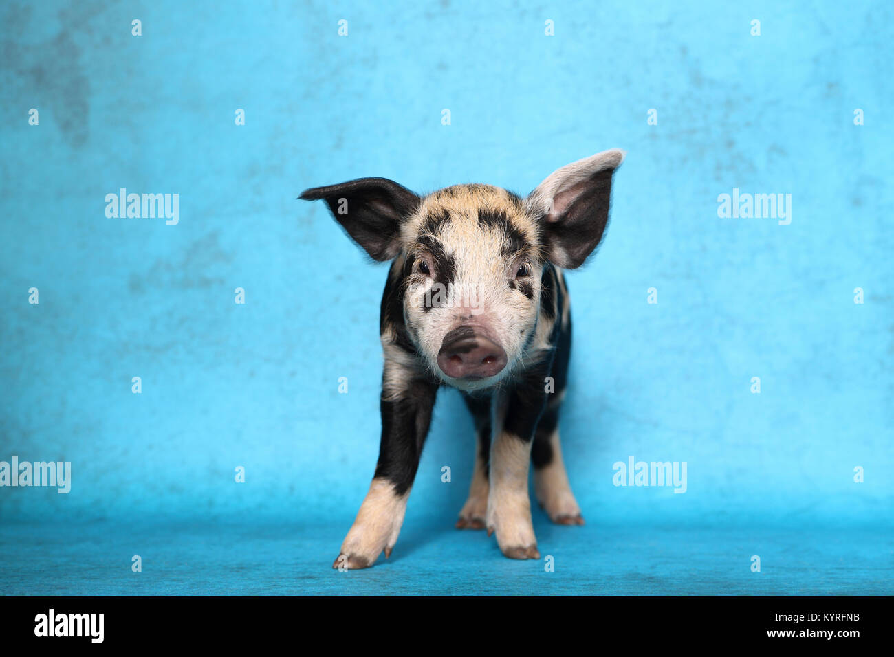 Hausschwein, Turopolje x?. Ferkel (2 Wochen alt). Studio Bild vor einem blauen Hintergrund zu sehen. Deutschland Stockfoto