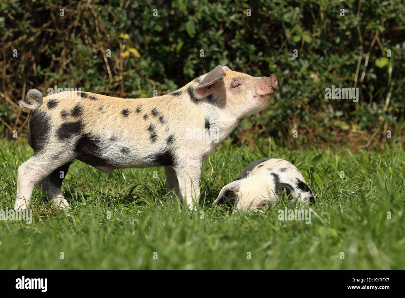 Hausschwein, Turopolje x?. Zwei Ferkel (3 Wochen alt) auf einer Wiese. Deutschland Stockfoto