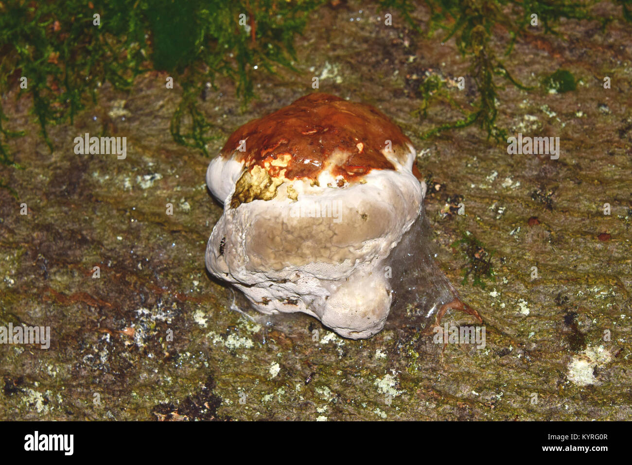 Zunder Polypore, Hoof Fungus (Zündstoff Fomentarius) auf einem Baumstamm Stockfoto