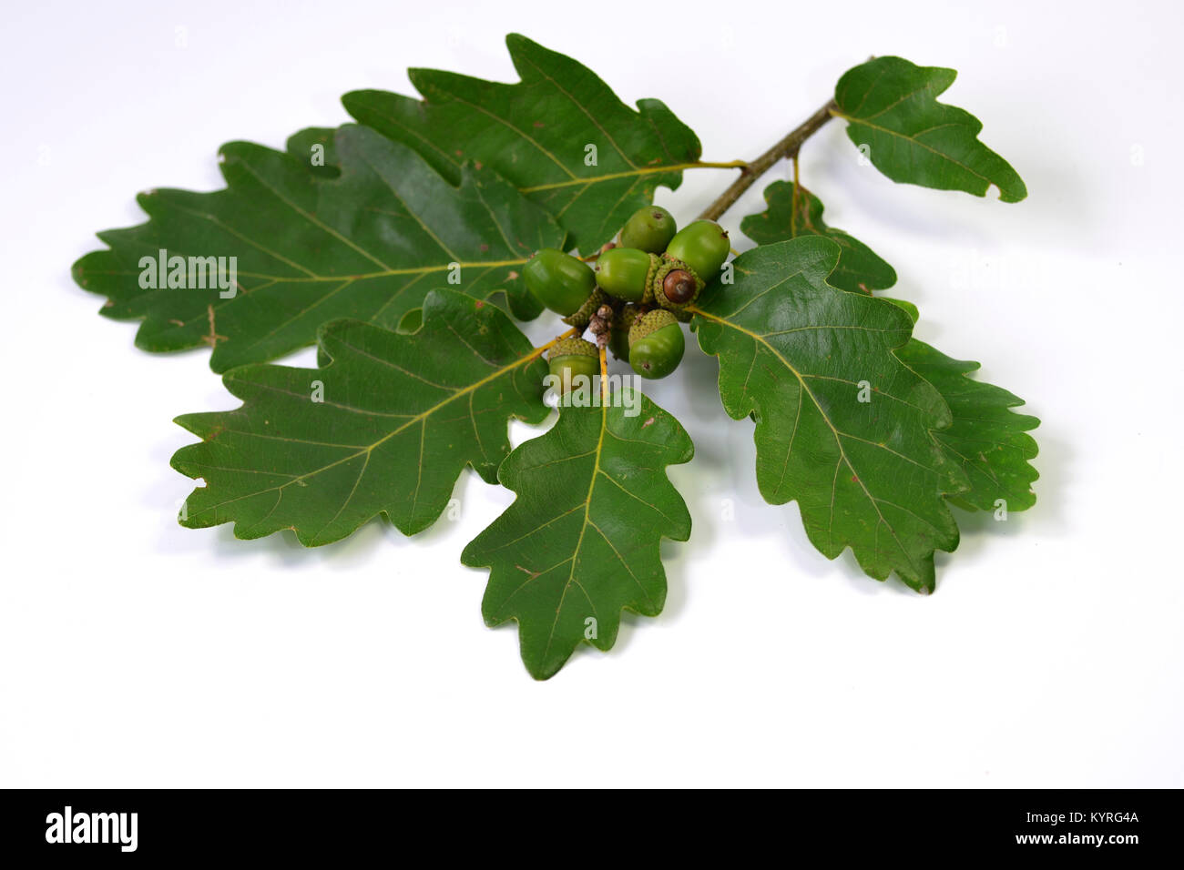 Traubeneichenholz Eiche, Trauben-eiche (Quercus pontica), Zweig mit Knospen, Blätter und Früchte Stockfoto