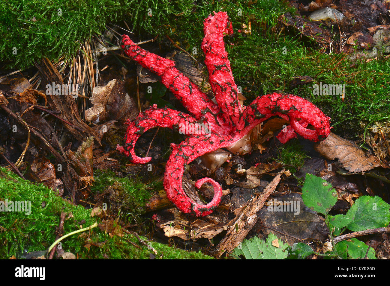 Octopus Exemplar des Gemeinen Stinkmorchels, riesige Exemplar des Gemeinen Stinkmorchels (Clathrus archeri, Anthurus archeri). Junge Fruchtkörper, die Arme mit den Sporen mit Schleim bedeckt Stockfoto