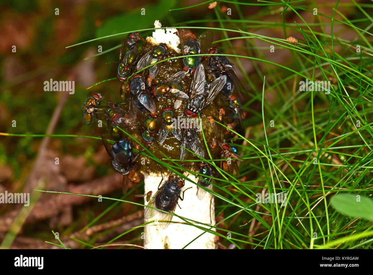 Gemeinsame Exemplar des Gemeinen Stinkmorchels (Phallus impudicus) Die intensiv riechenden Spore mit Substanz (GLEBA) zieht Fliegen und andere die Sporen zu verteilen Stockfoto
