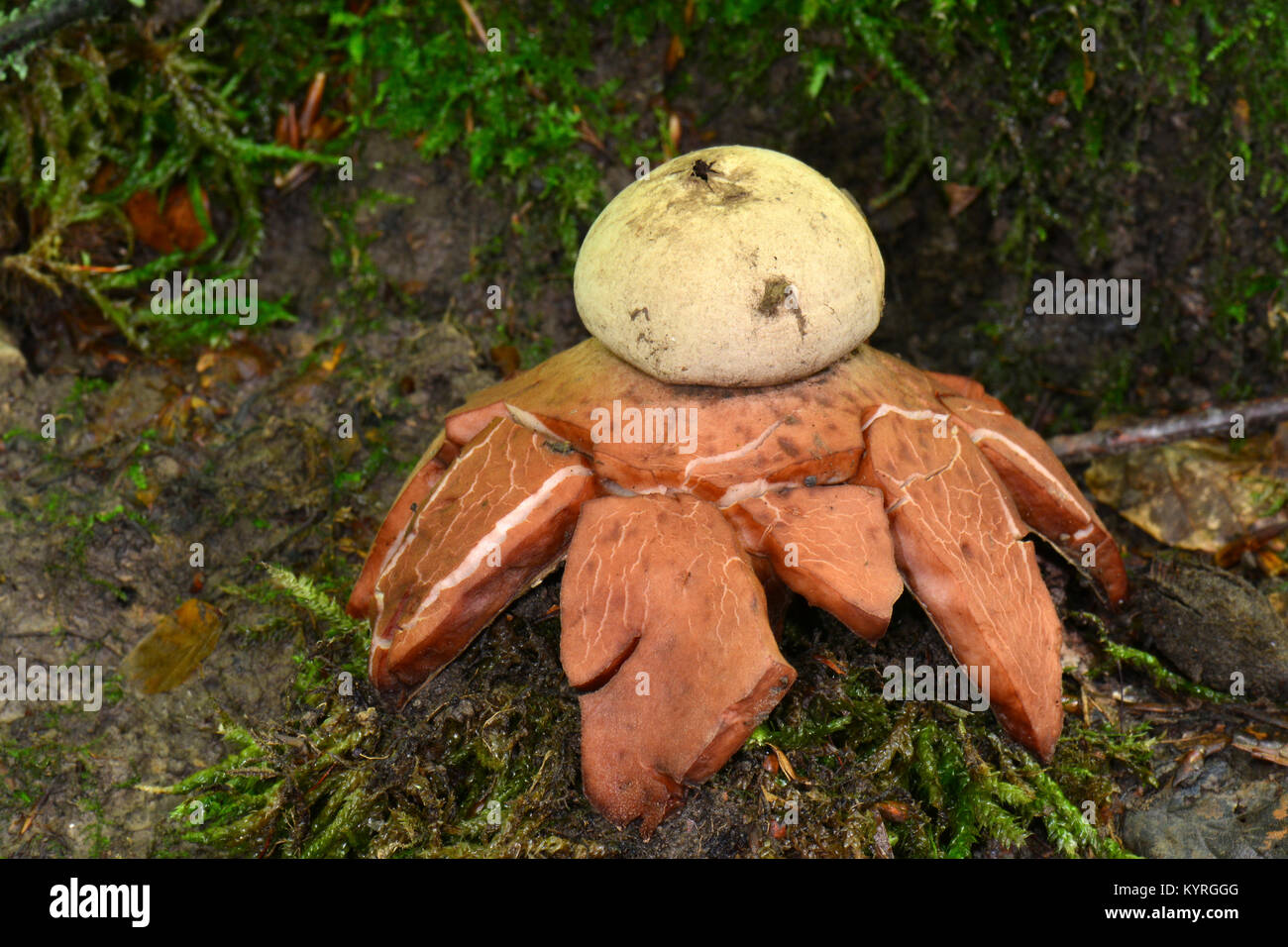 Rosy Earthstar (Geastrum rufescens) im abschließenden Stadium der Starlike Arme in die Schüssel zu sporecontaining ths nach oben geschoben, so dass die Sporen über eine lange Distanz ausgestrahlt. Stockfoto