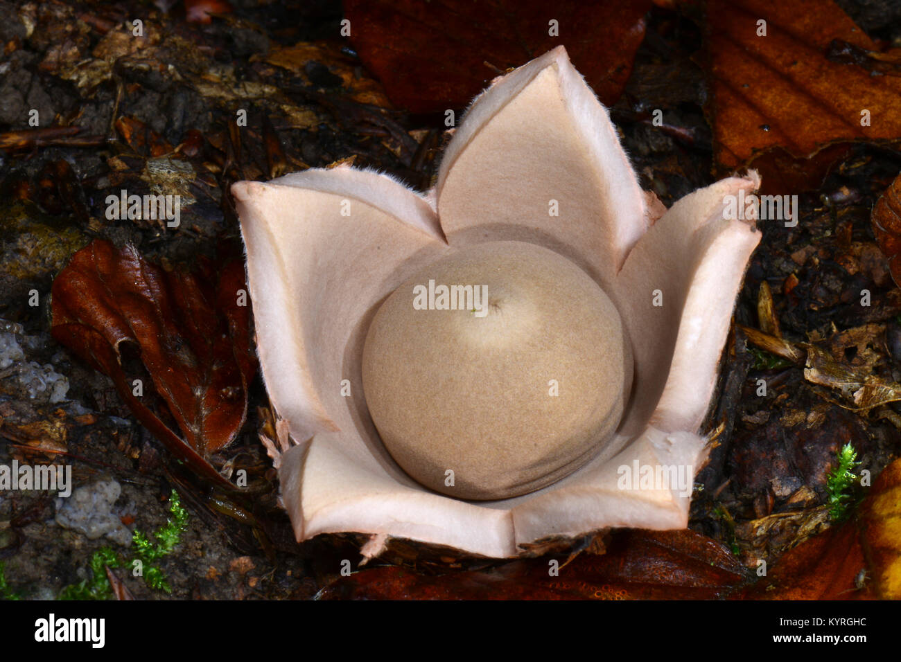 Rosy Earthstar (Geastrum rufescens), nachdem sie entwickelt eine Kugel geformt Spore Vorratsbehälter, die ca. 2 mm dicken äußeren Mantel platzt sternförmig von Oben nach Unten Stockfoto