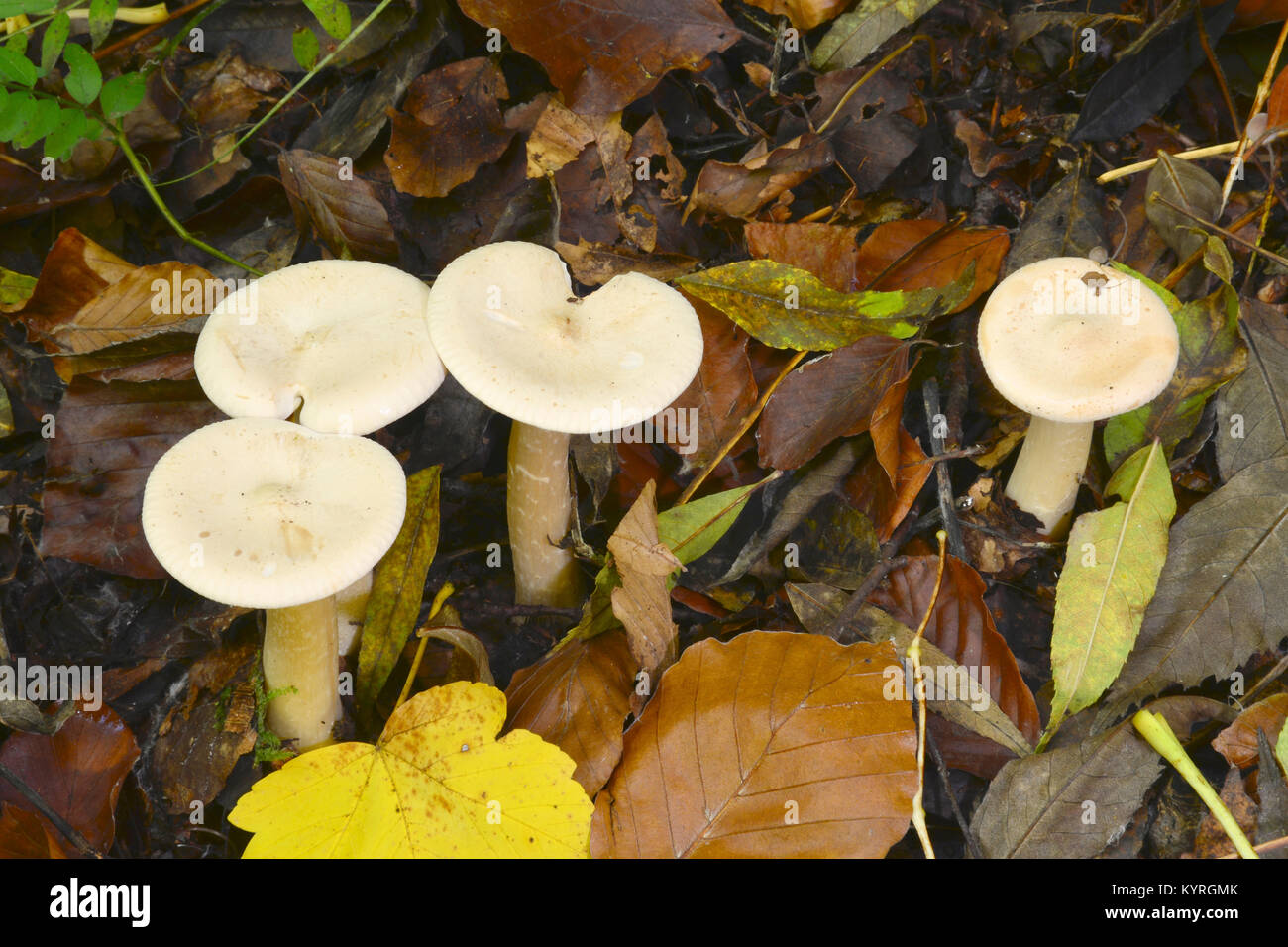 Rosa Trichter-Cap (Clitocybe geotropa) auf dem Waldboden Stockfoto