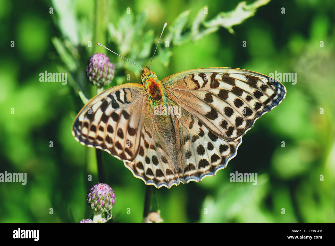 Silber - gewaschen Fritillaryschmetterling (Ceriagrion tenellum), Weibliche auf einer Distel Blume Stockfoto