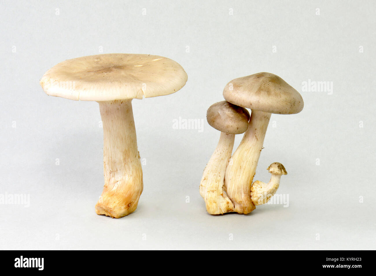 Getrübt Agaric (Clitocybe nebularis) im Studio Stockfoto