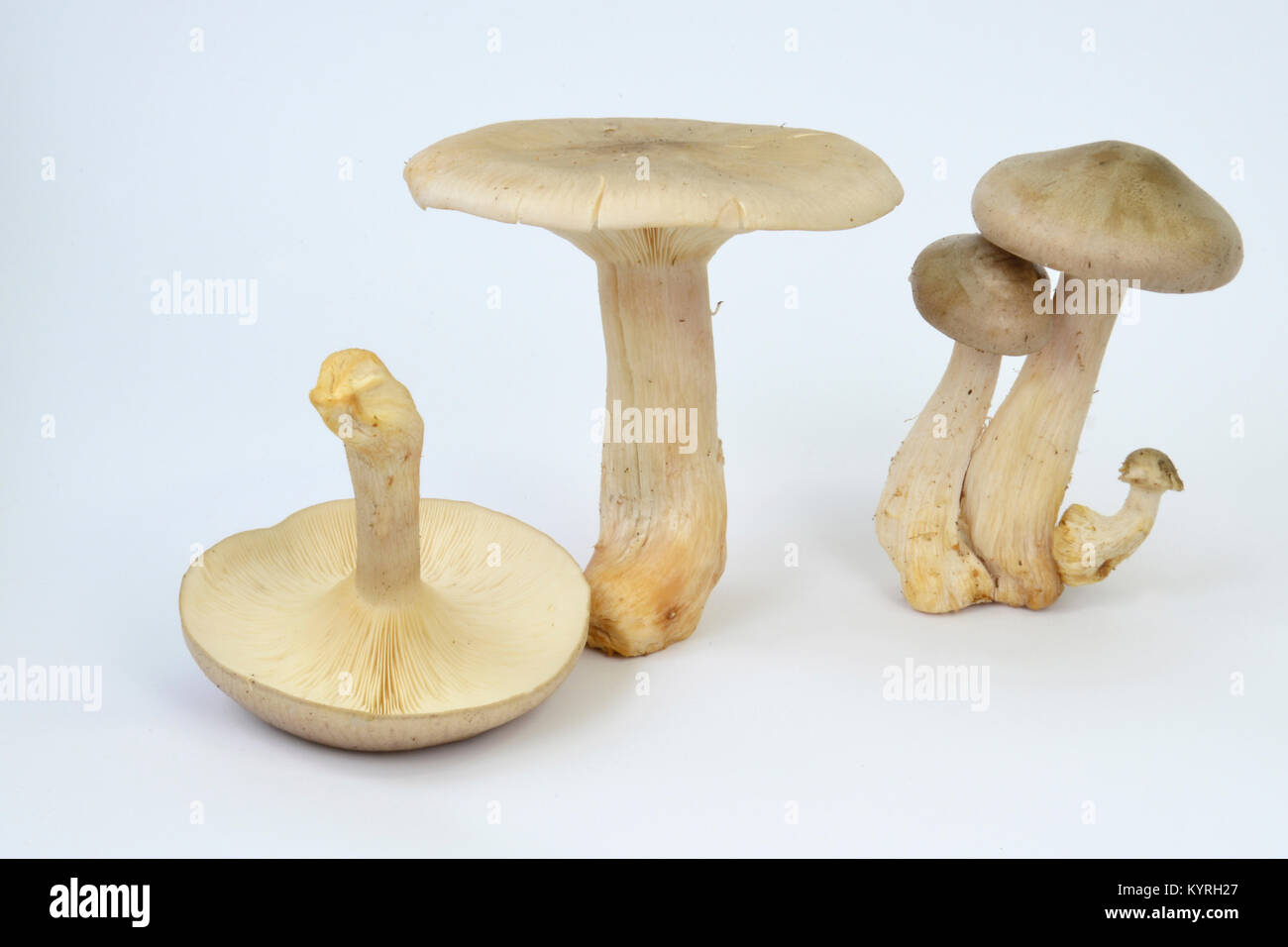 Getrübt Agaric (Clitocybe nebularis) im Studio Stockfoto