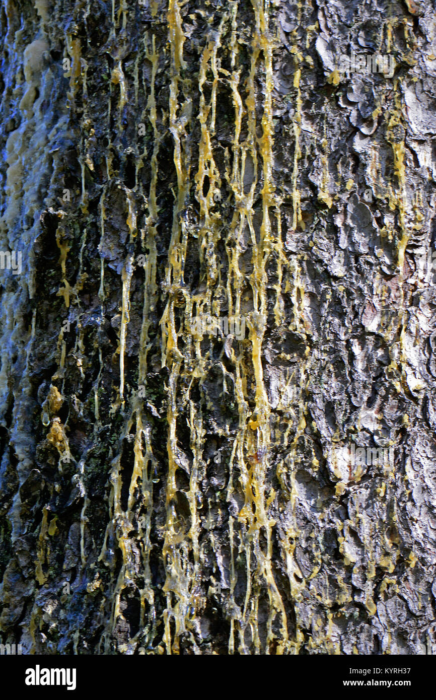 Gemeinsame Fichte, Fichte (Picea abies) Trunk mit Harz flux Stockfoto