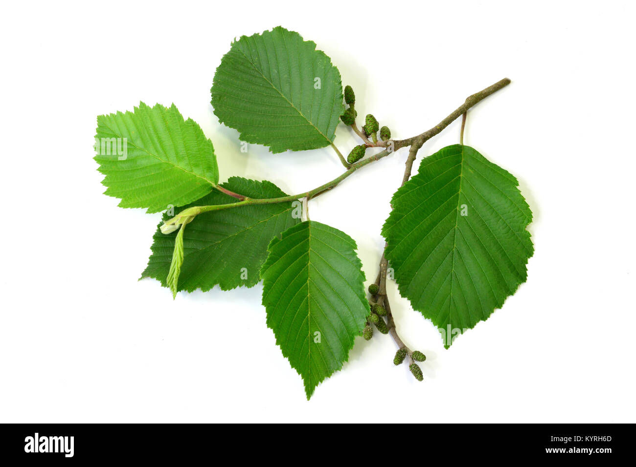 Graue Erle, Grau Elder (Alnus Incana), Zweig mit Blättern und Früchten, Studio, Freisteller Stockfoto