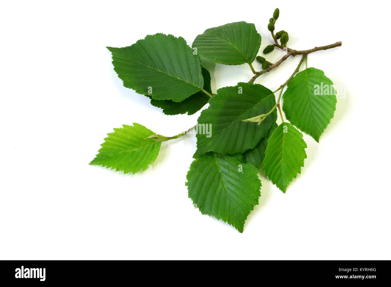 Graue Erle, Grau Elder (Alnus Incana), Zweig mit Blättern und Früchten, Studio, Freisteller Stockfoto
