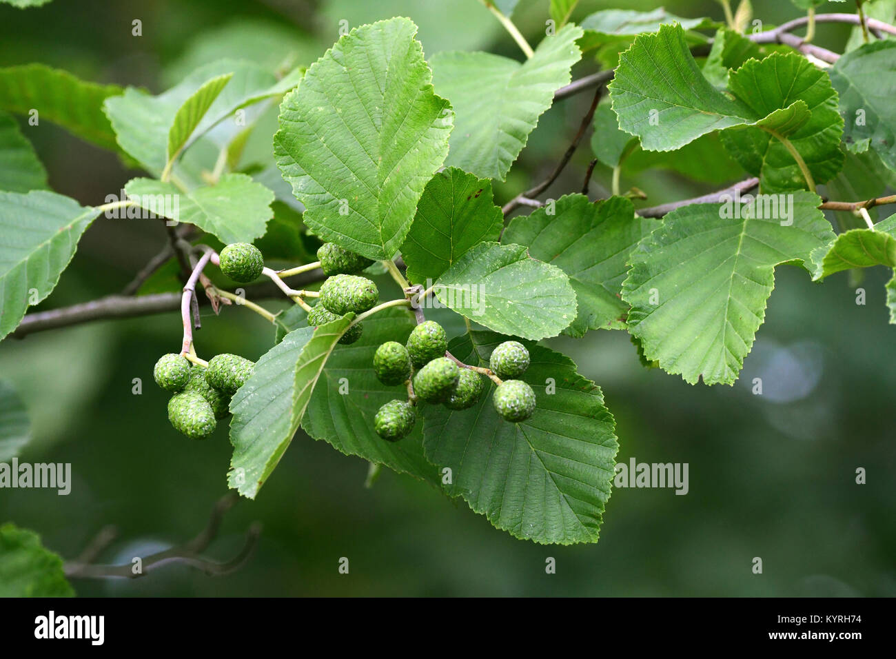 Graue Erle, Grau Elder (Alnus Incana), Zweig mit Blättern und Früchten Stockfoto