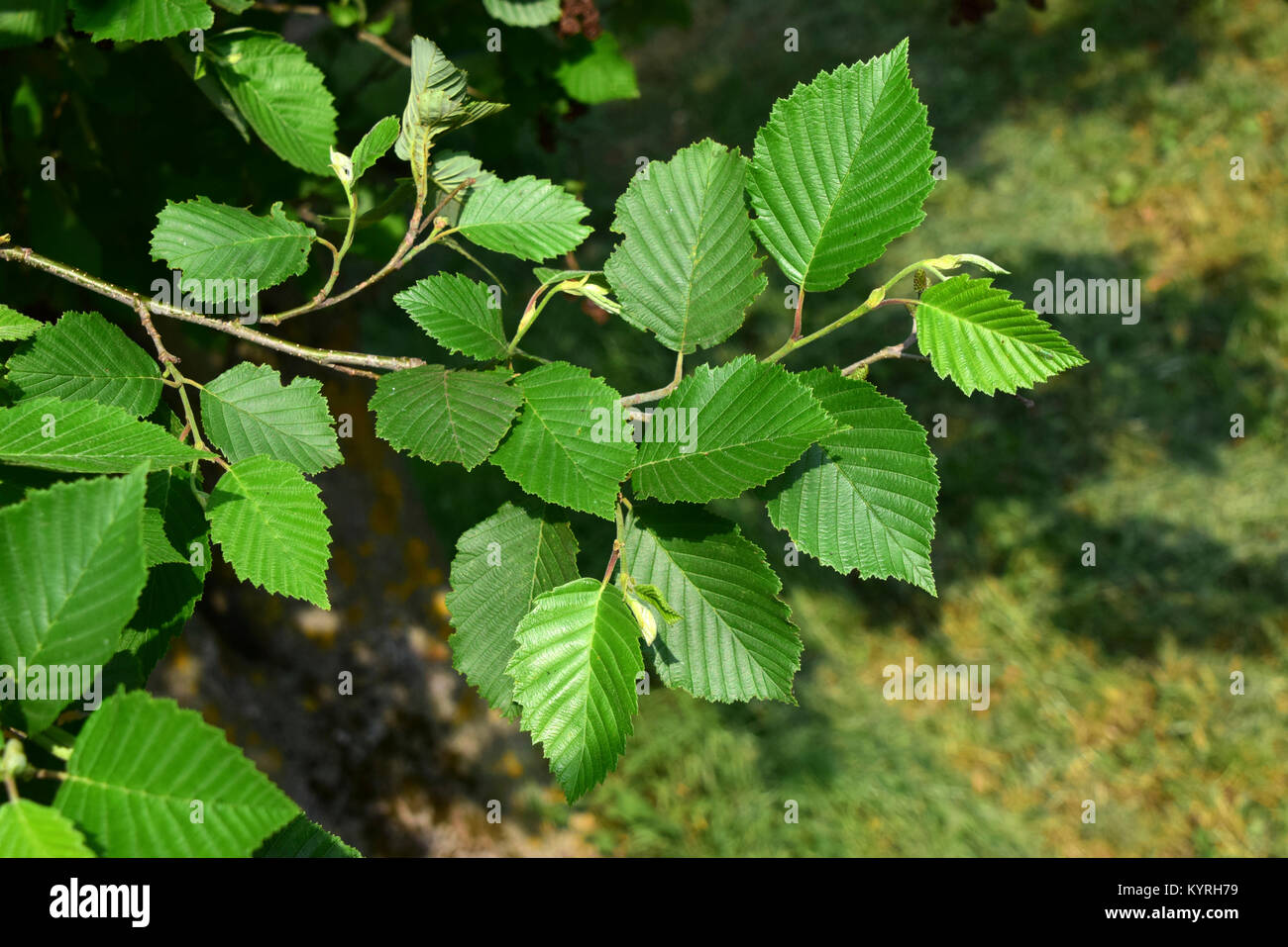 Graue Erle, Grau Elder (Alnus Incana), Zweig mit Blättern. Stockfoto