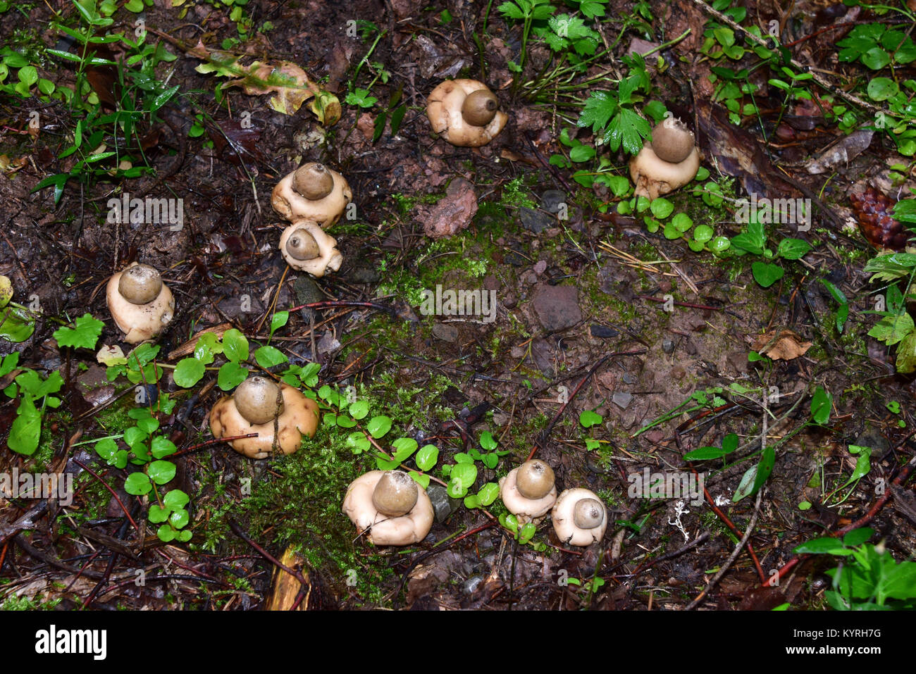 Earthstar gesäumt, Sessile Earthstar (Geastrum fimbriatum), mehrere Fruchtkörper haben von einem MYZEL entwickelt und so die Generierung eines sogenannten fairy Ring Stockfoto
